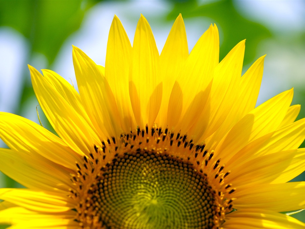 Sunny sunflower photo HD Wallpapers #20 - 1024x768
