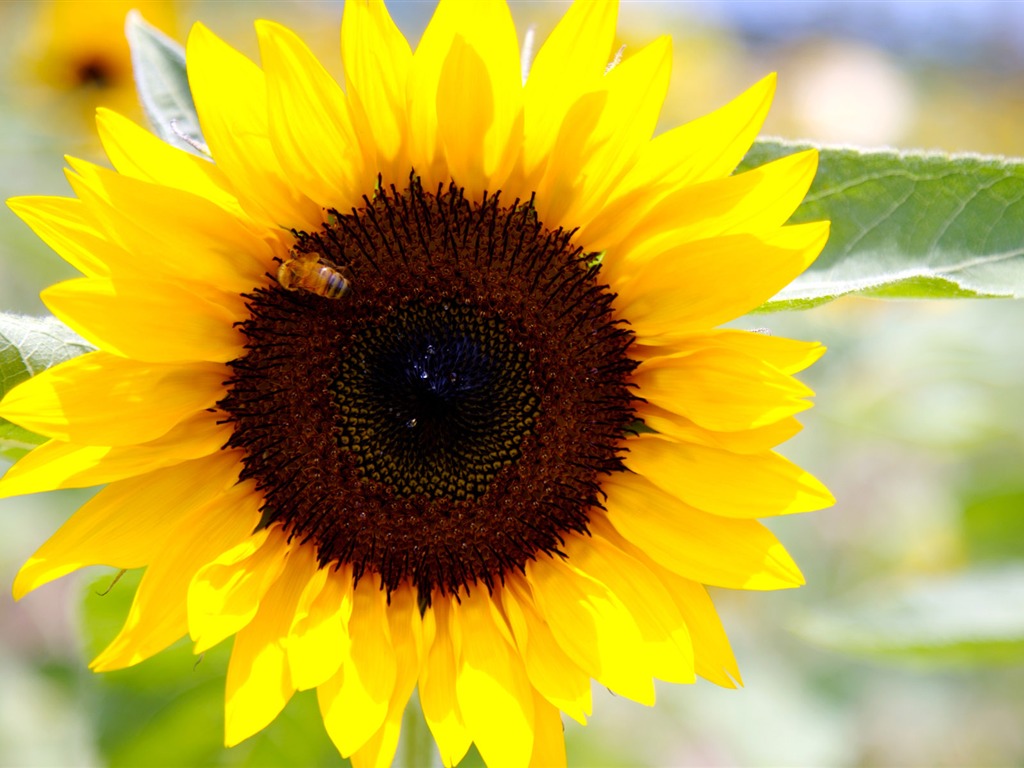 Sunny sunflower photo HD Wallpapers #22 - 1024x768