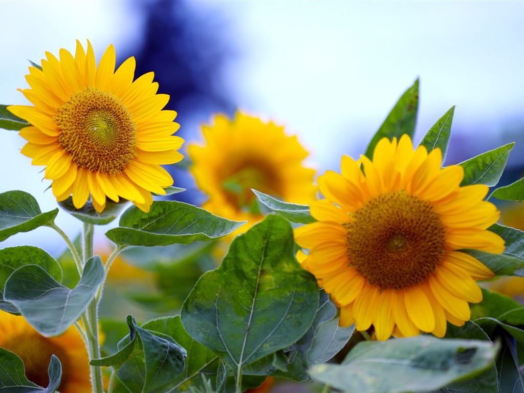 Sunny sunflower photo HD Wallpapers #23 - 1024x768