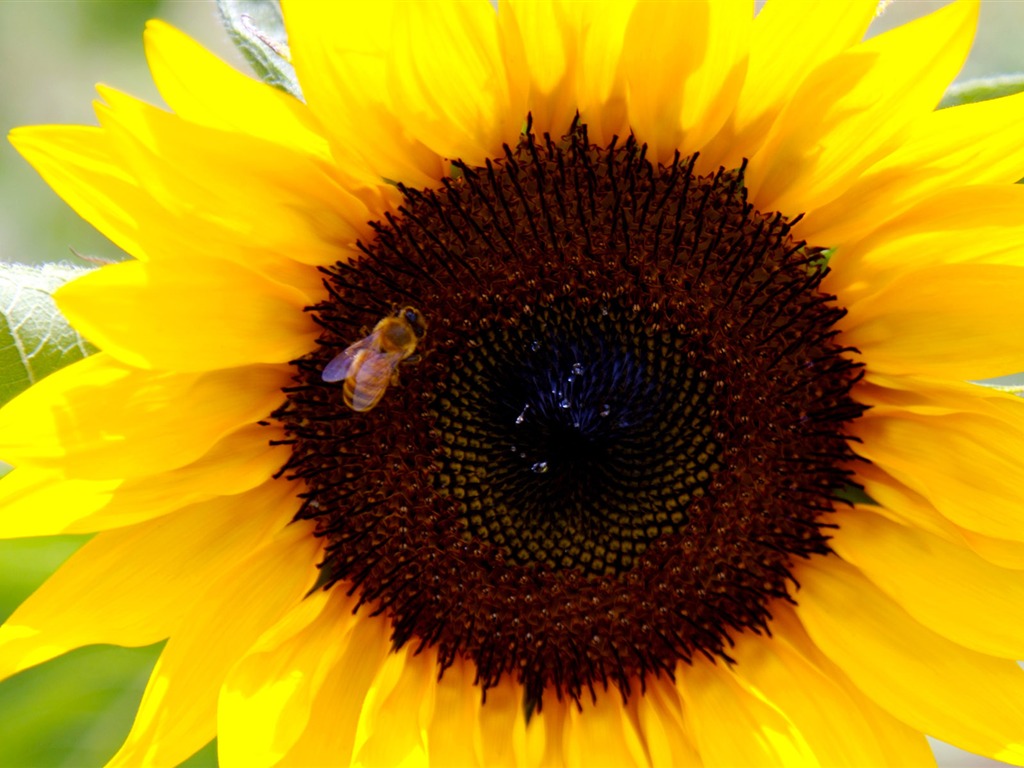 Sunny sunflower photo HD Wallpapers #24 - 1024x768