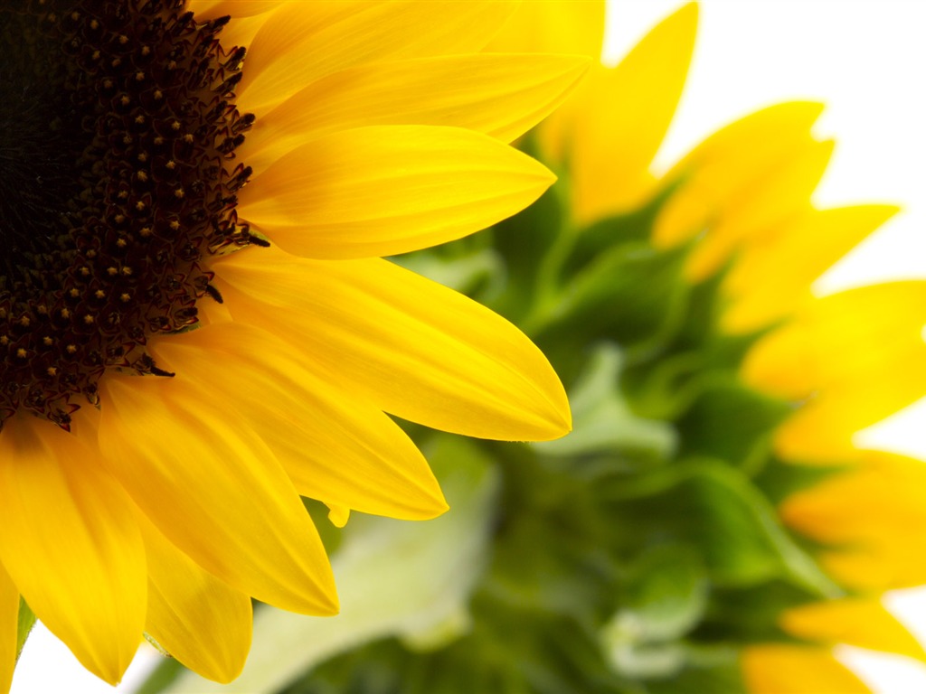 Sunny sunflower photo HD Wallpapers #26 - 1024x768