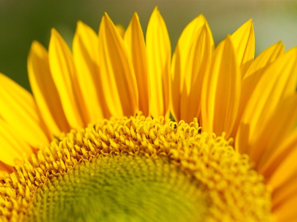 Sunny sunflower photo HD Wallpapers #29 - 1024x768