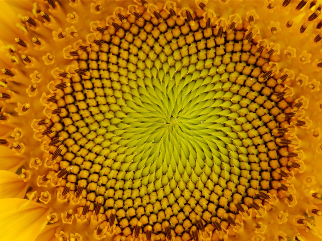 陽光 葵花寫真高清壁紙 #30 - 1024x768