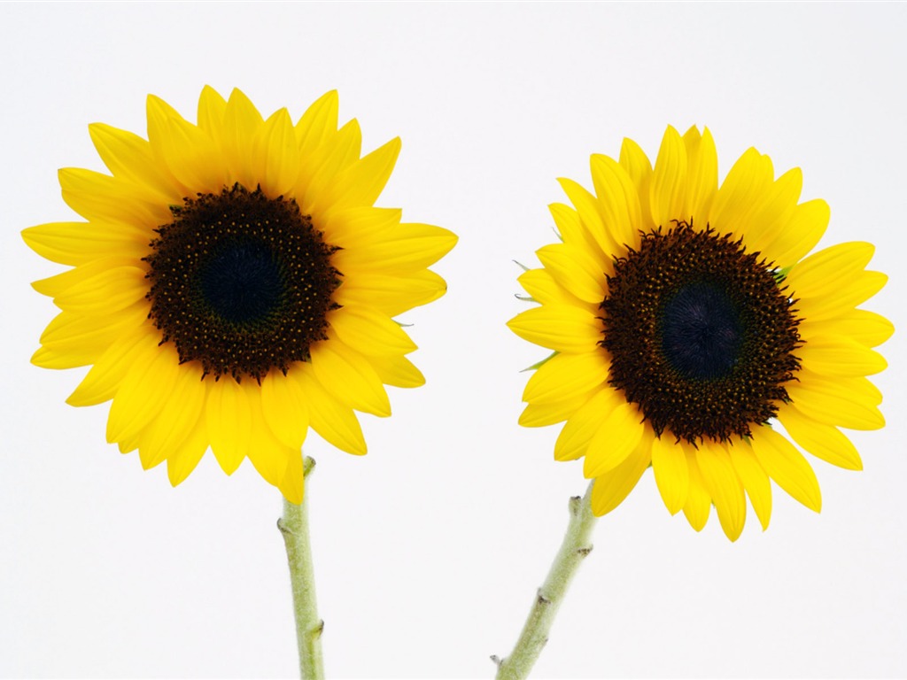 Sunny photo de tournesol HD Wallpapers #32 - 1024x768