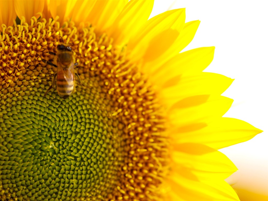 Soleado foto de girasol HD Wallpapers #33 - 1024x768