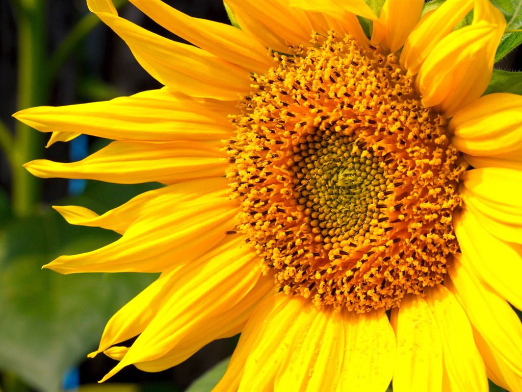 Sunny sunflower photo HD Wallpapers #37 - 1024x768