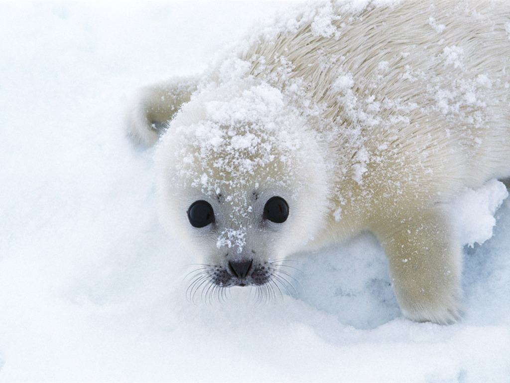 動物寫真壁紙之海獅 #4 - 1024x768