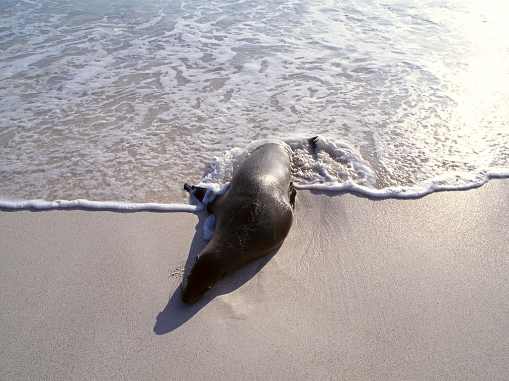 動物寫真壁紙之海獅 #5 - 1024x768