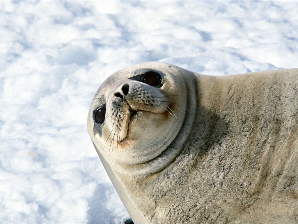 Les animaux de la Photo lion de mer Fond d'écran #9 - 1024x768