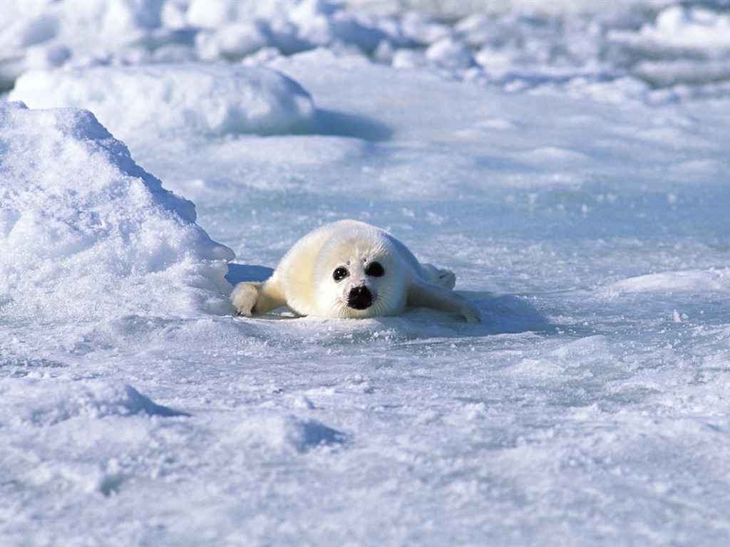 動物寫真壁紙之海獅 #10 - 1024x768