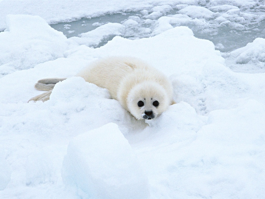 動物寫真壁紙之海獅 #15 - 1024x768