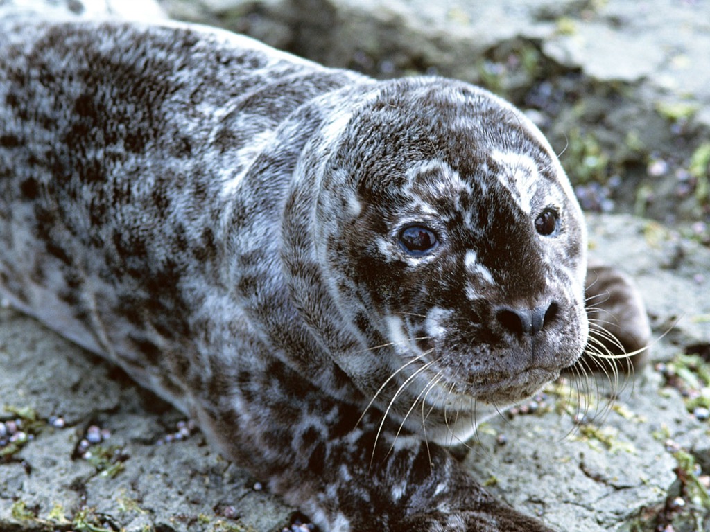 動物寫真壁紙之海獅 #18 - 1024x768