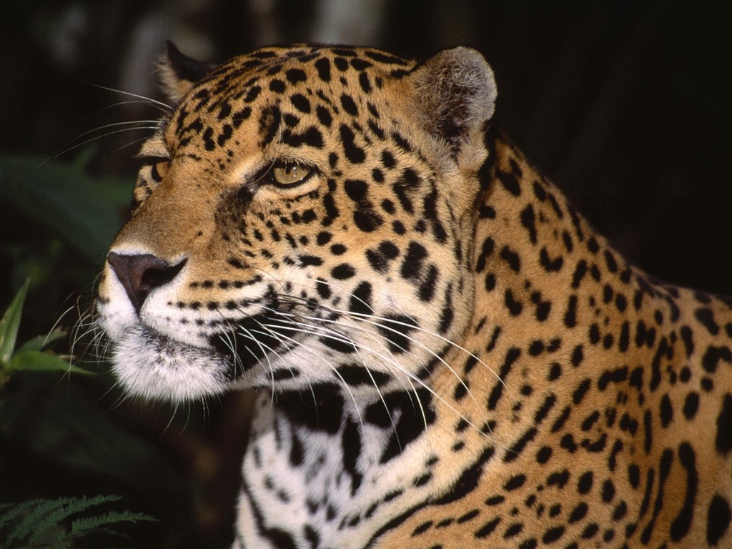 Webshots Animal Wallpapers (1) #1 - 1024x768