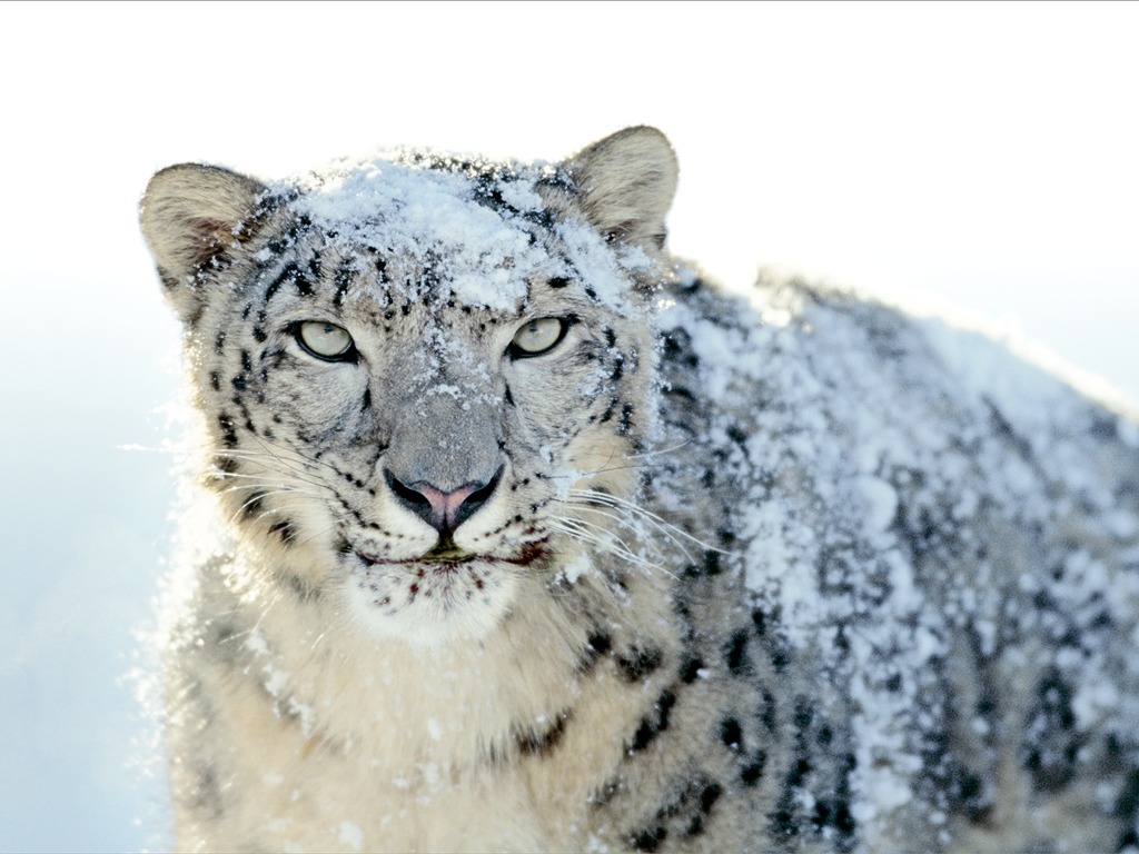 Apples Snow Leopard standardmäßig volle Tapete #21 - 1024x768