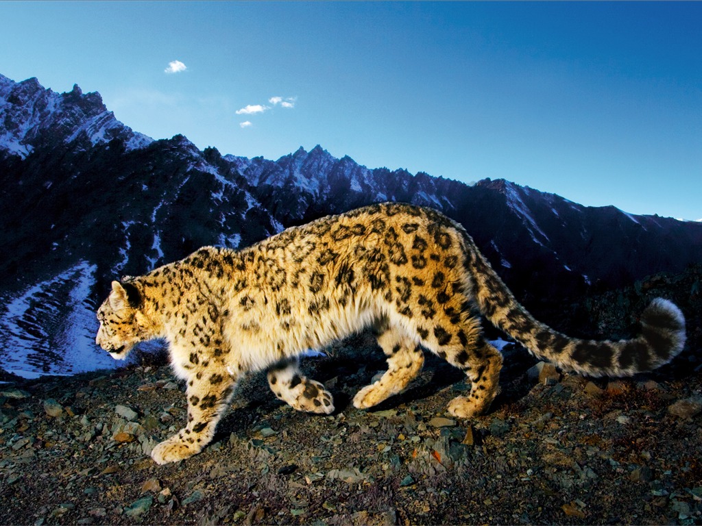 アップル社のSnow Leopardのデフォルトの壁紙フル #23 - 1024x768