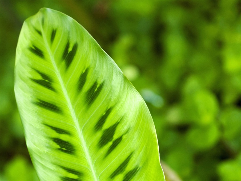 Plants Green Leaf Wallpaper #1 - 1024x768