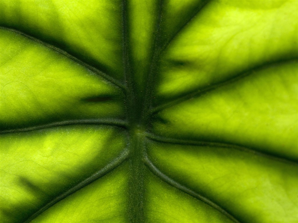 녹색 식물 잎 배경 #3 - 1024x768