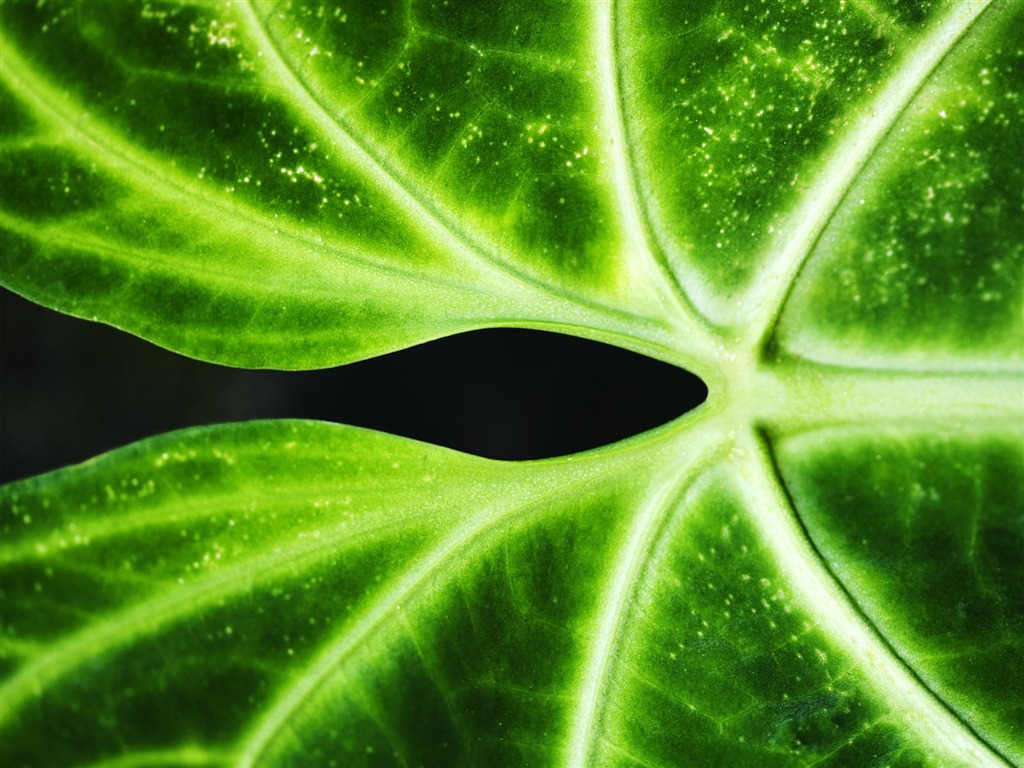 녹색 식물 잎 배경 #4 - 1024x768