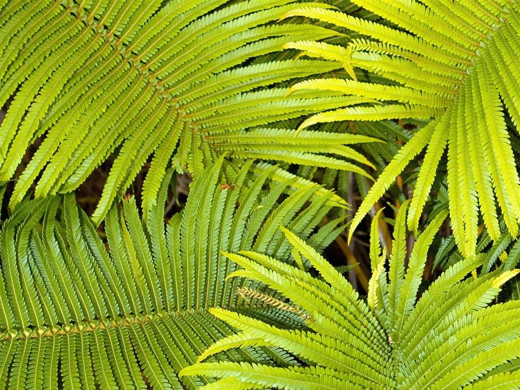 Rostliny zelené listí Tapeta #5 - 1024x768