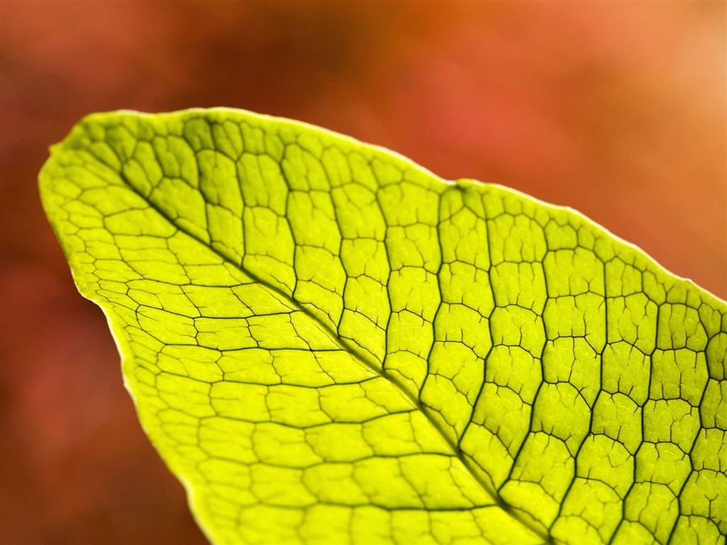 Rostliny zelené listí Tapeta #11 - 1024x768