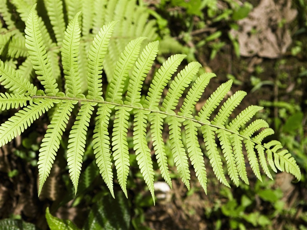 植物綠葉壁紙 #13 - 1024x768