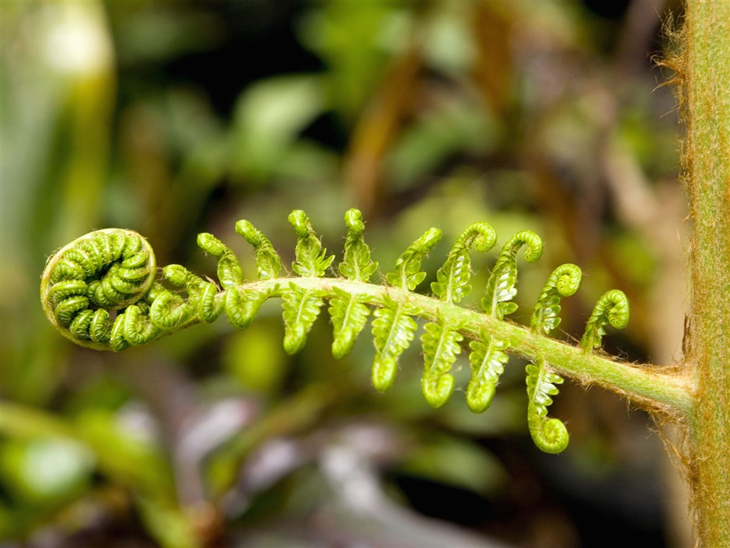 植物绿叶壁纸14 - 1024x768