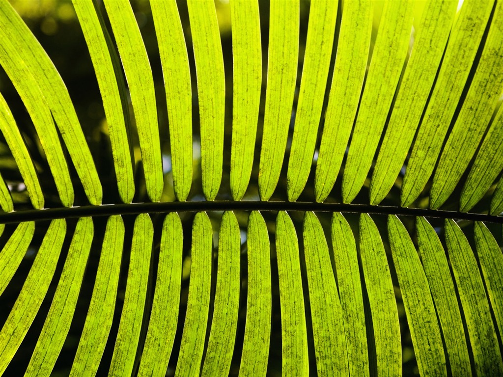 녹색 식물 잎 배경 #15 - 1024x768