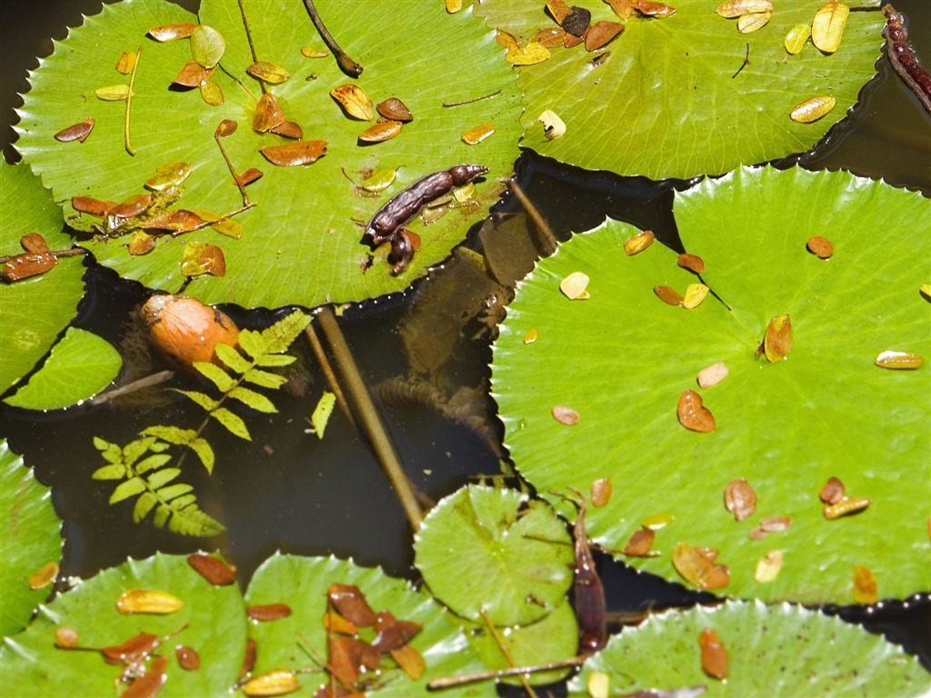 Plants Green Leaf Wallpaper #16 - 1024x768