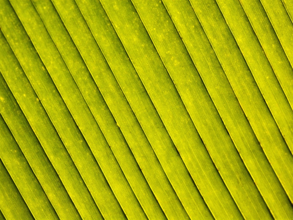 Plants Green Leaf Wallpaper #17 - 1024x768