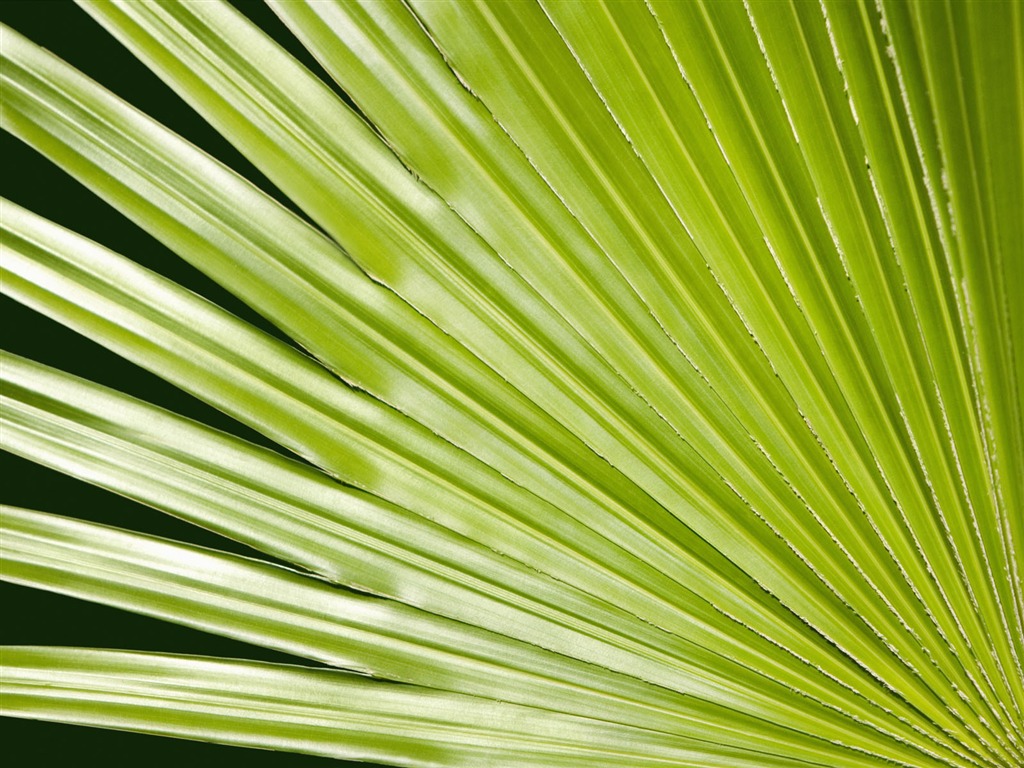 Plants Green Leaf Wallpaper #18 - 1024x768