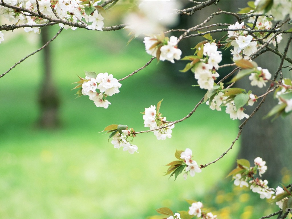 フレッシュスタイルの花の壁紙 #17 - 1024x768