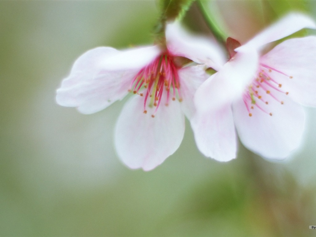 Frais d'écran Fleurs de style #19 - 1024x768