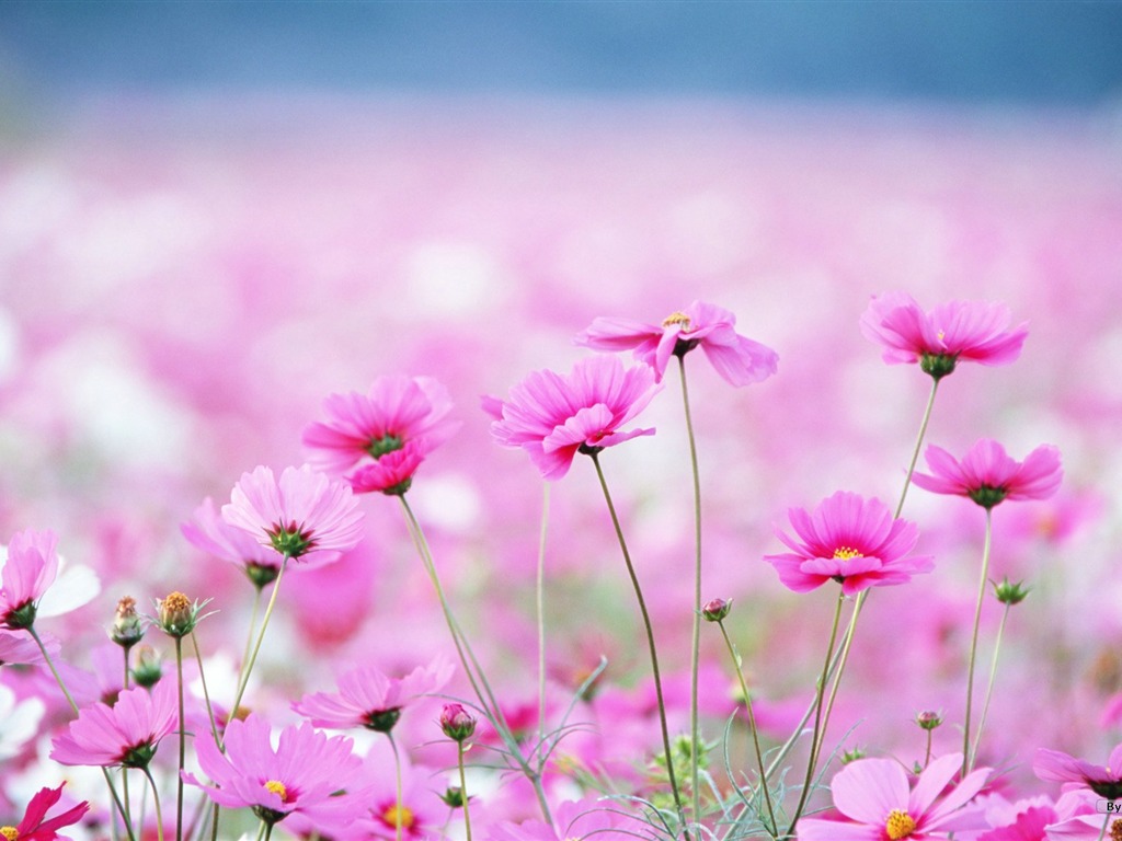 Fresh style Flowers Wallpapers #23 - 1024x768