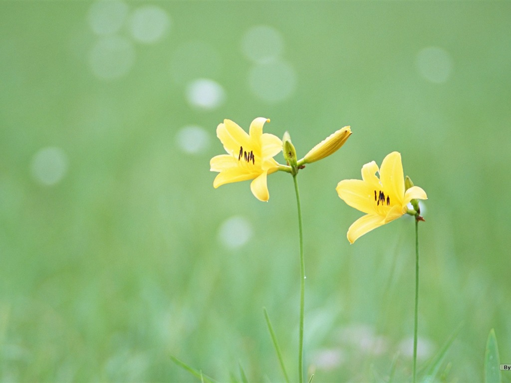 フレッシュスタイルの花の壁紙 #24 - 1024x768