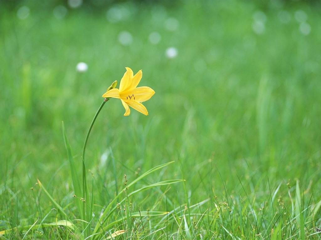 フレッシュスタイルの花の壁紙 #25 - 1024x768