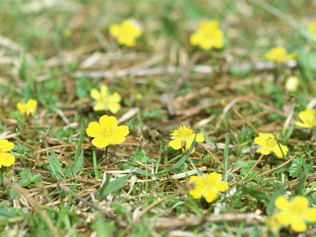 Frais d'écran Fleurs de style #28 - 1024x768