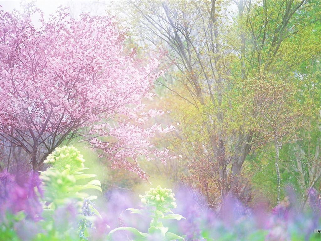 清新風格花卉攝影壁紙 #30 - 1024x768