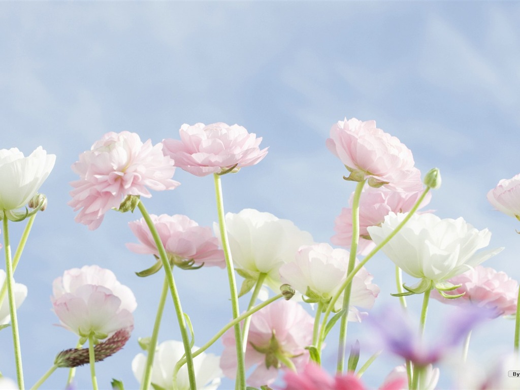 清新風格花卉攝影壁紙 #31 - 1024x768
