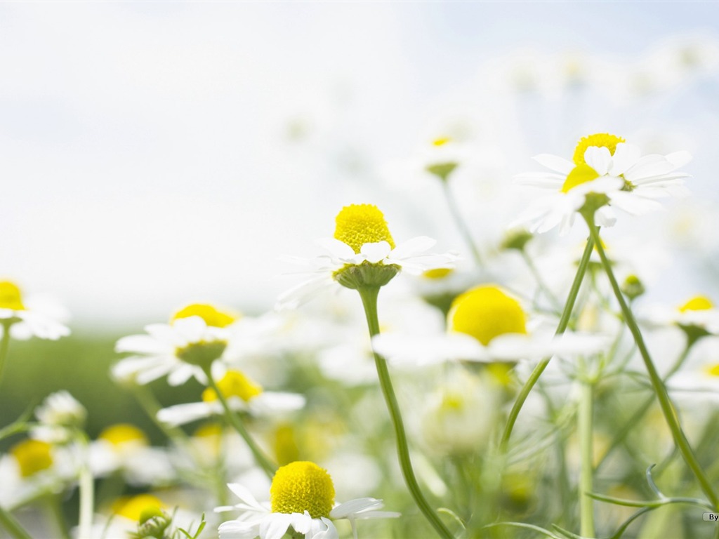 フレッシュスタイルの花の壁紙 #32 - 1024x768