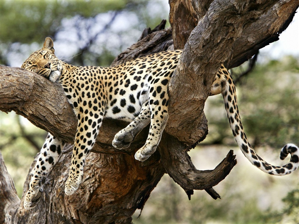 Webshots動物壁紙(二) #8 - 1024x768
