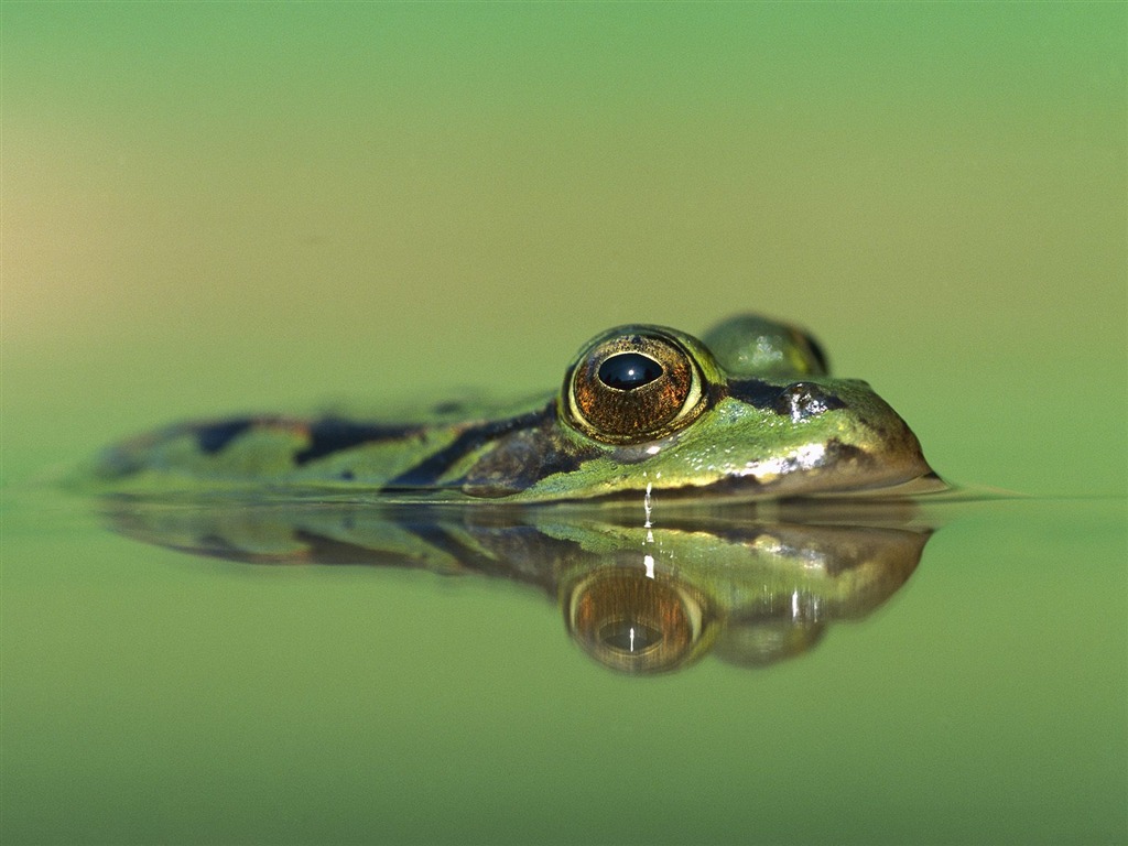 Fonds d'écran animaux Webshots (2) #11 - 1024x768