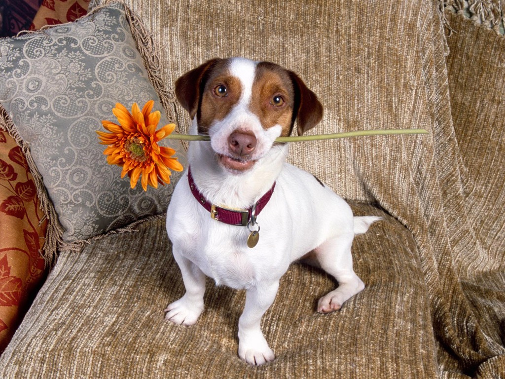 犬の壁紙、写真 #4 - 1024x768