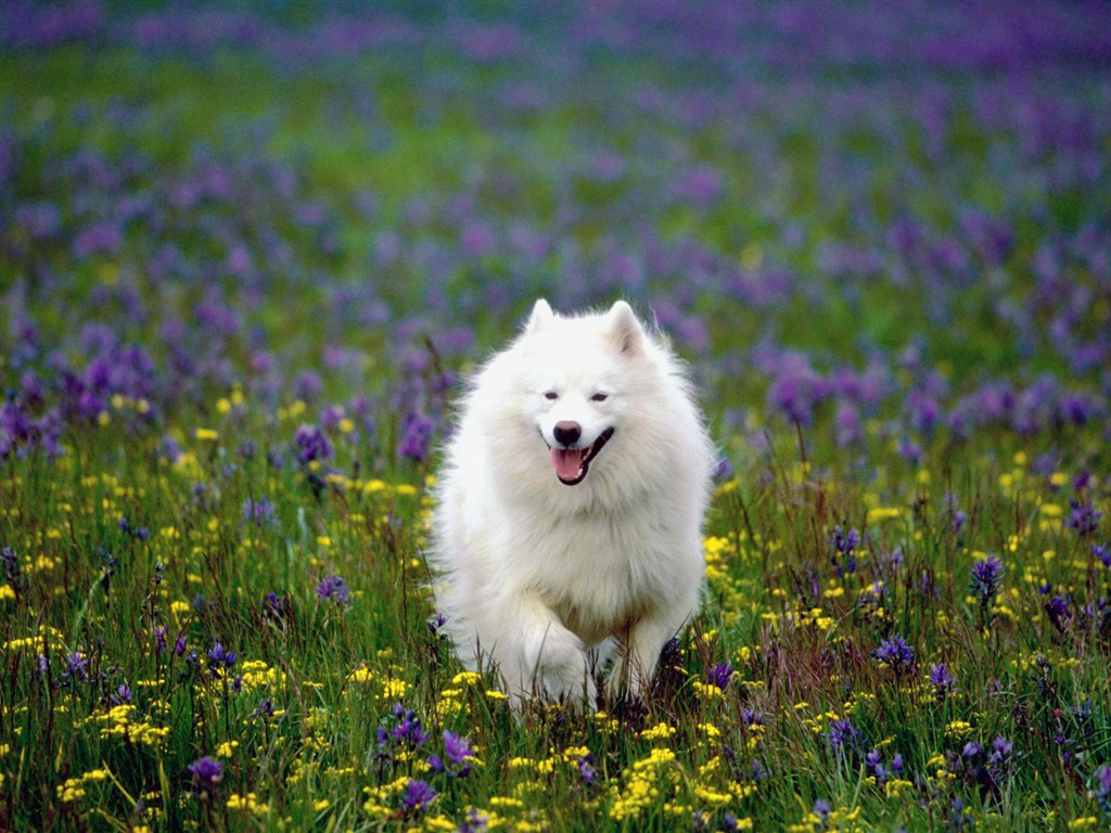 犬の壁紙、写真 #20 - 1024x768