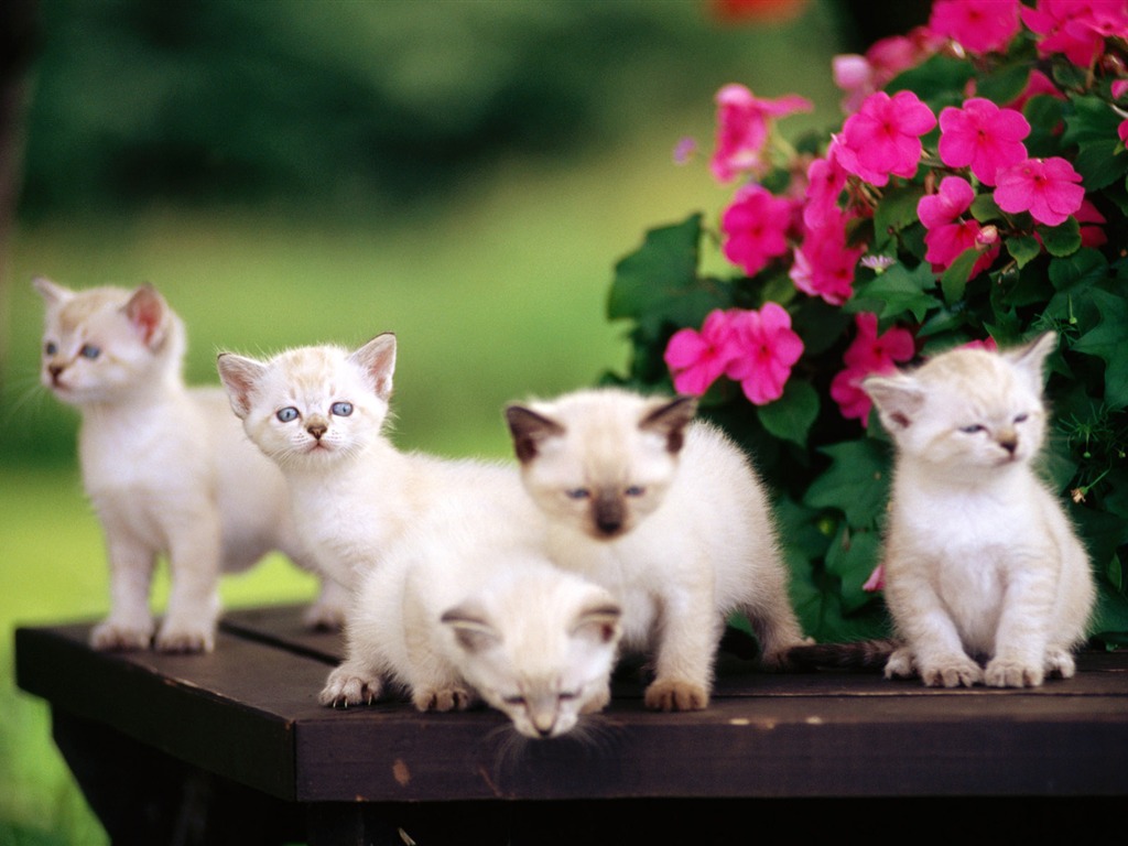  HDの壁紙かわいい猫の写真 #20 - 1024x768
