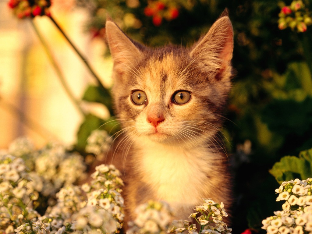 의 HD 벽지 귀여운 고양이 사진 #21 - 1024x768