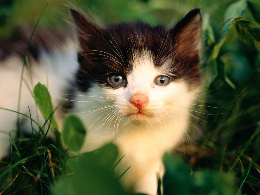 HD Wallpaper cute cat Foto #25 - 1024x768