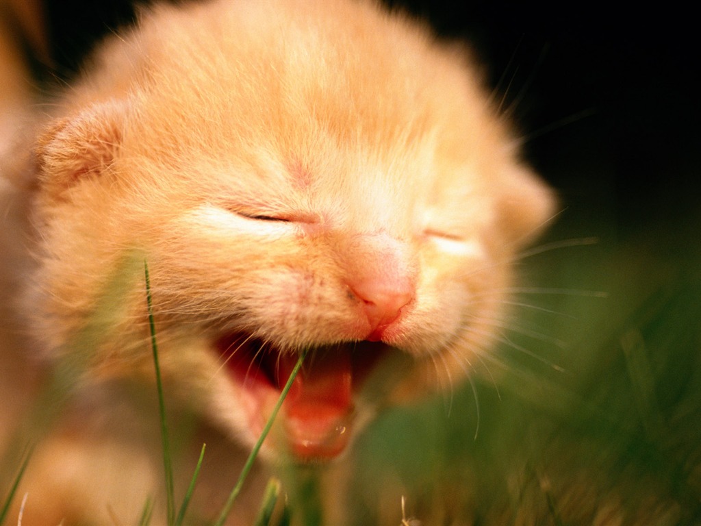 HD fotografía de fondo lindo gatito #29 - 1024x768