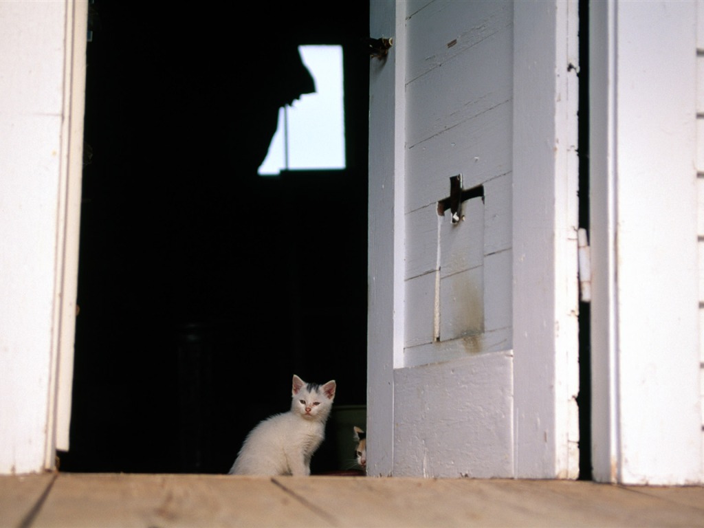 의 HD 벽지 귀여운 고양이 사진 #36 - 1024x768
