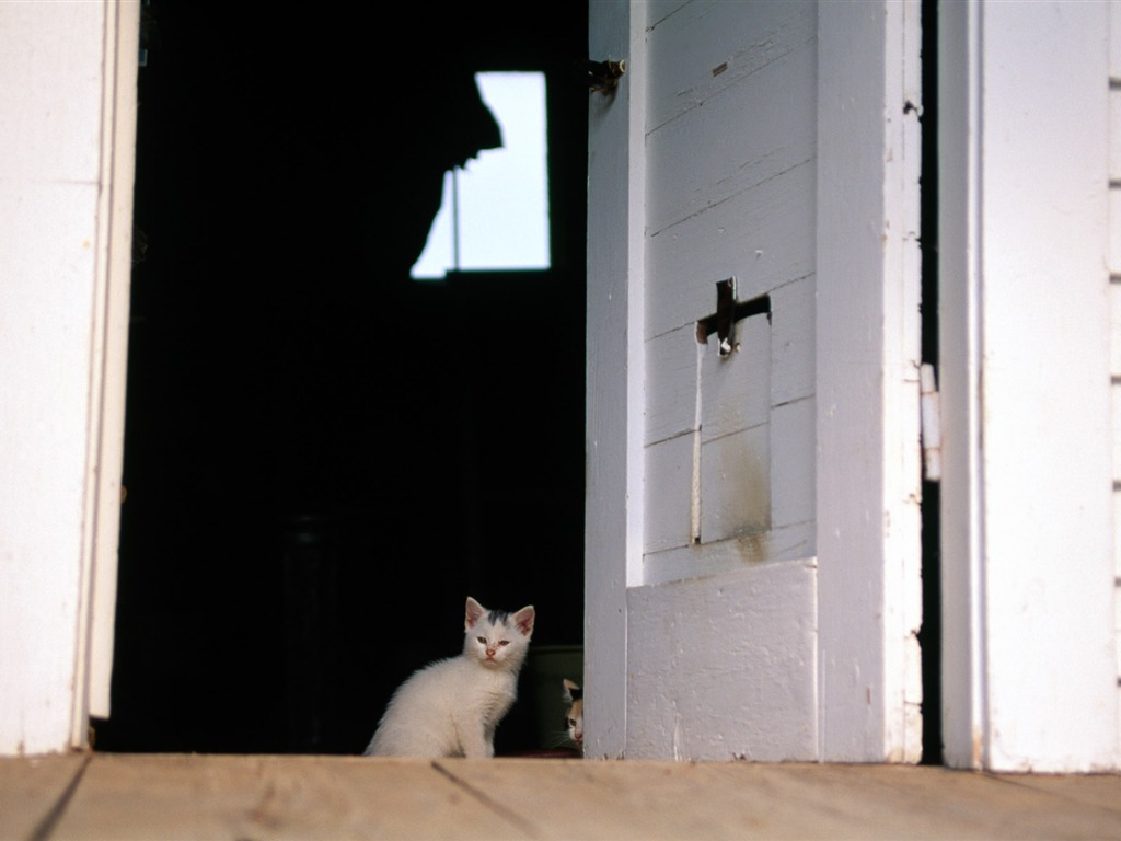 HD fotografía de fondo lindo gatito #36 - 1024x768