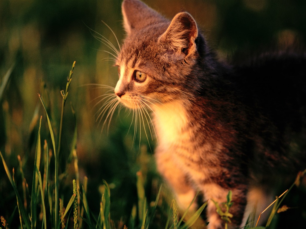 HD fotografía de fondo lindo gatito #40 - 1024x768